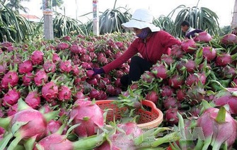 Diễn biến tình hình xuất khẩu nông sản, trái cây sang thị trường Trung Quốc và một số khuyến cáo
