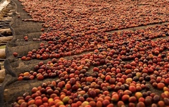 Doanh nghiệp Đài Loan tìm mua quả cà phê khô