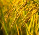Bản tin Vietnamexport "Thị trường gạo Bắc Âu"